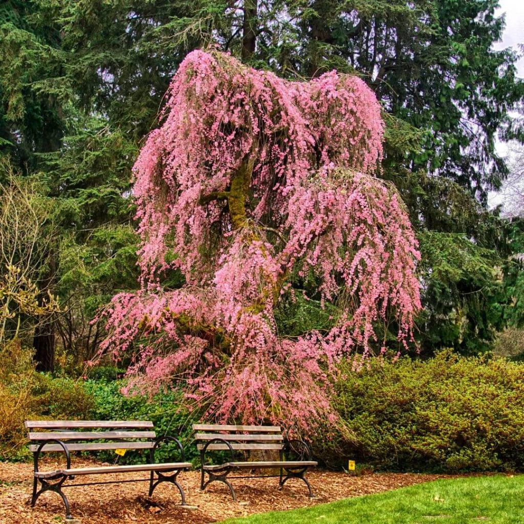Washington park arboretum (5)